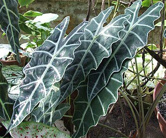Alocasia Darf Amazonica