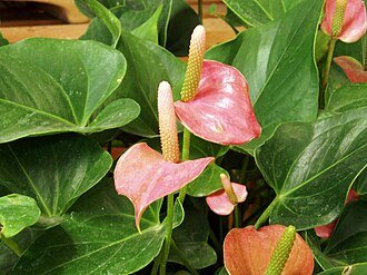 Anthurium Aristo C.12