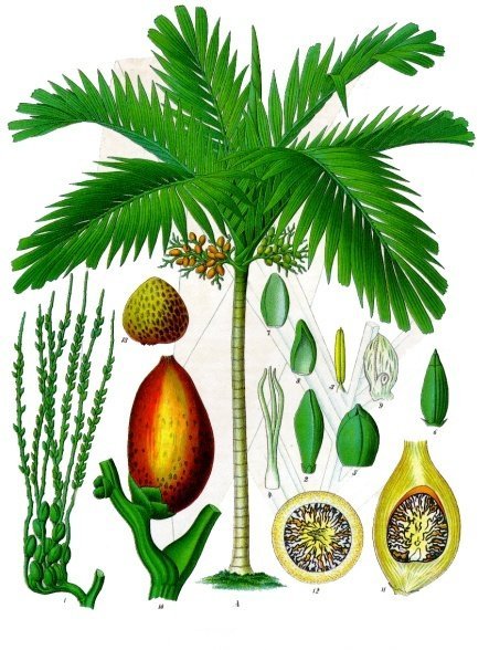 Areca M.17 (Dypsis Lutescens)