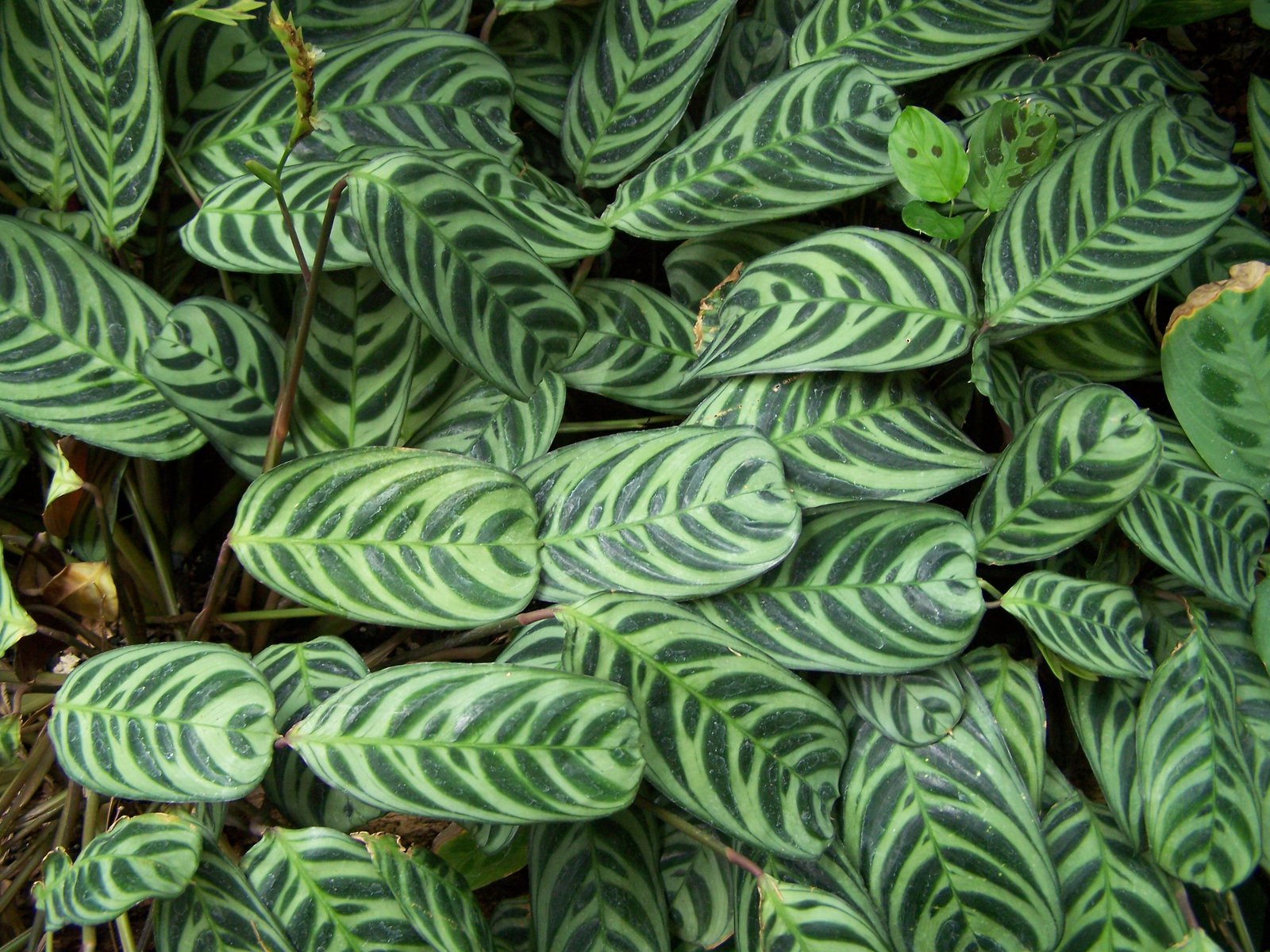 Calathea Ctenanthe Golden Mosaic