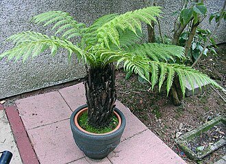 Dicksonia Antarthica