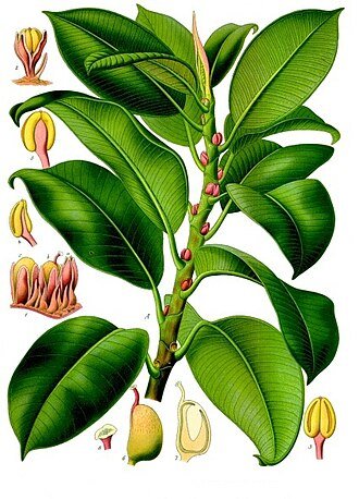 Ficus