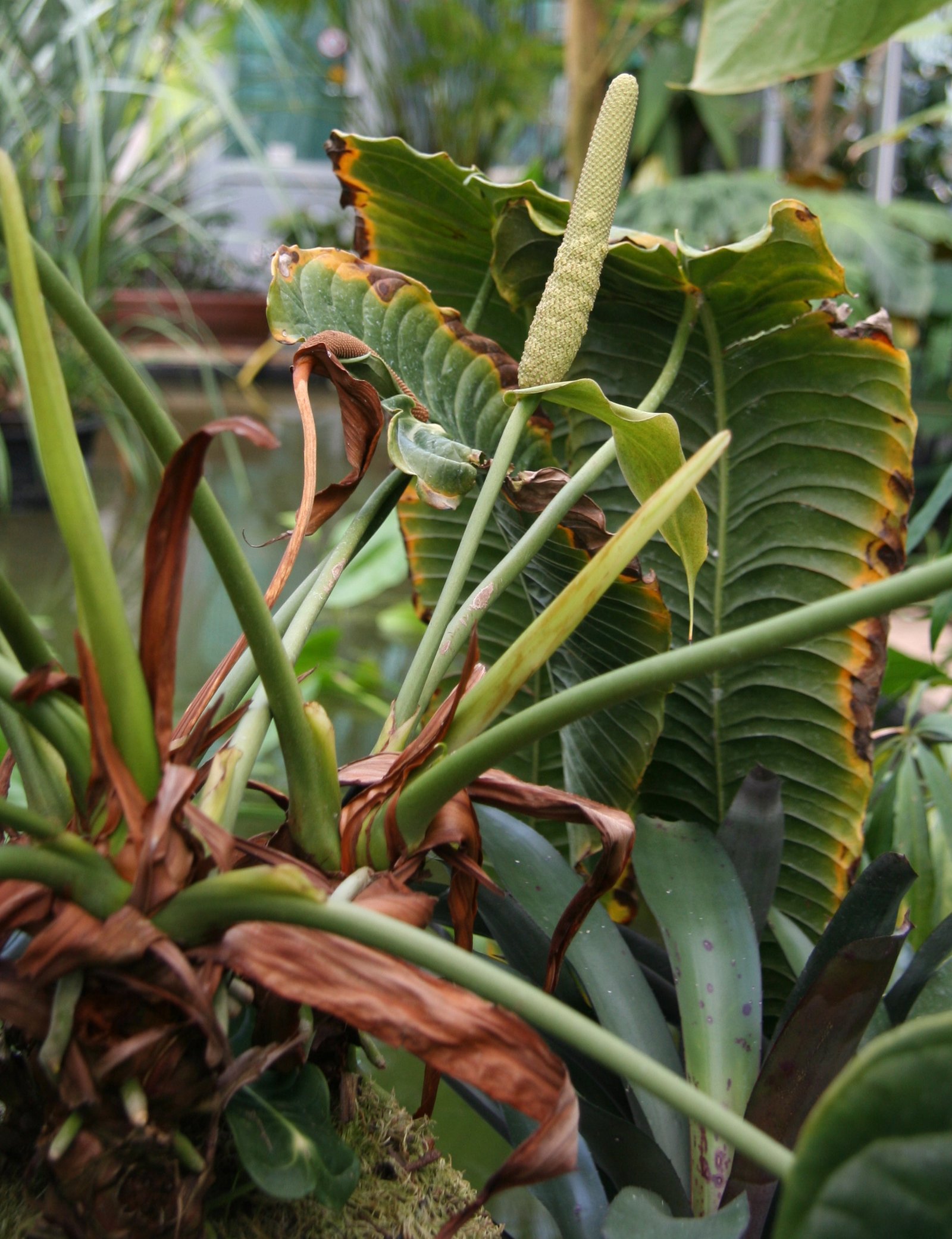 Anthurium Veichii