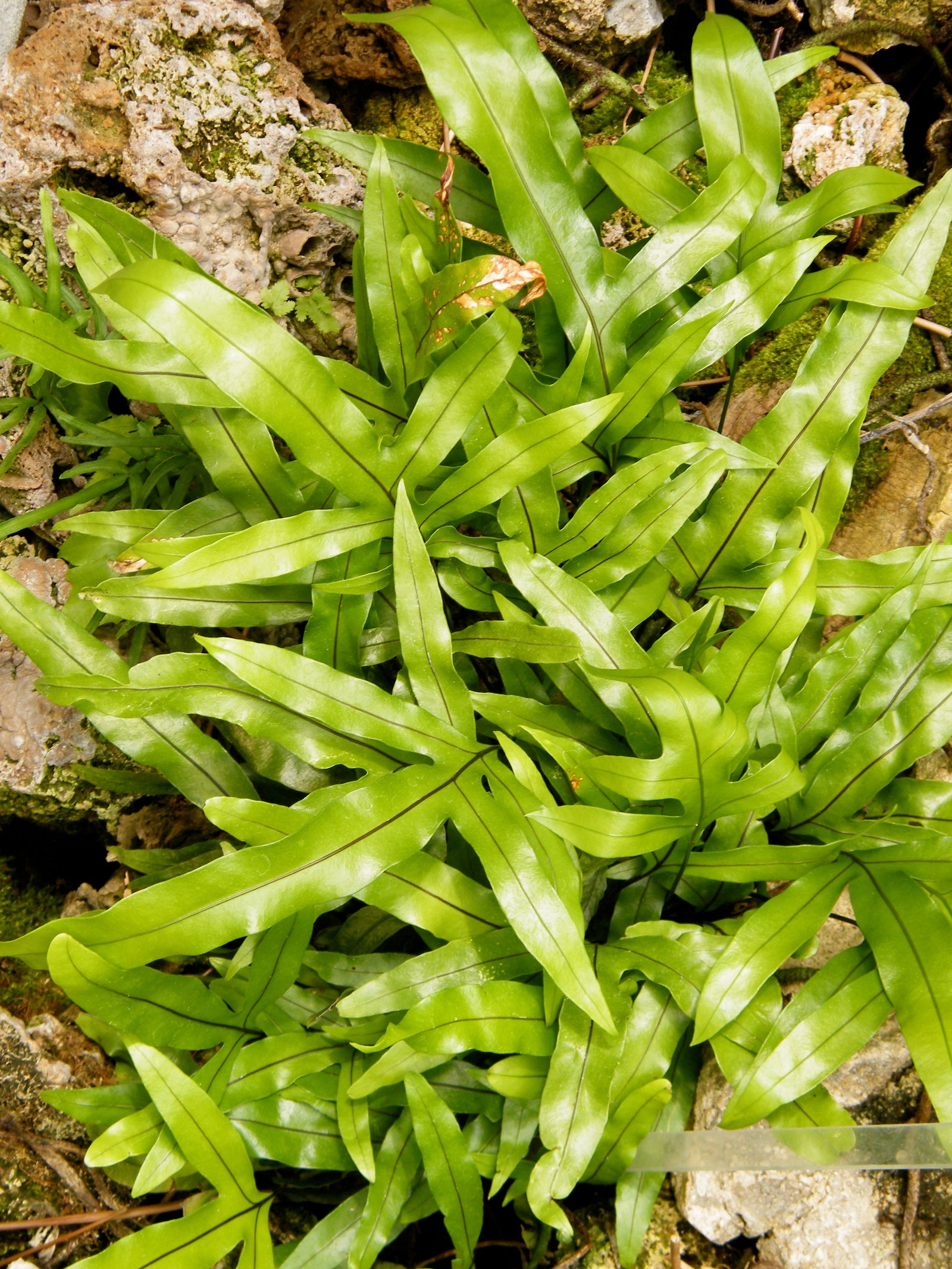 Cocodrilus Microsorum  C.12