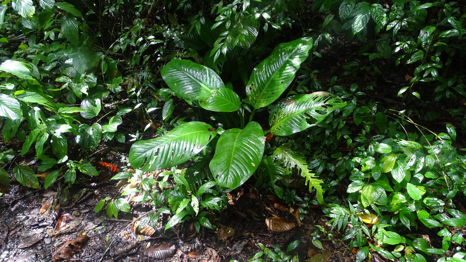 DIEFFENBACHIA REVA (tropic) C.22