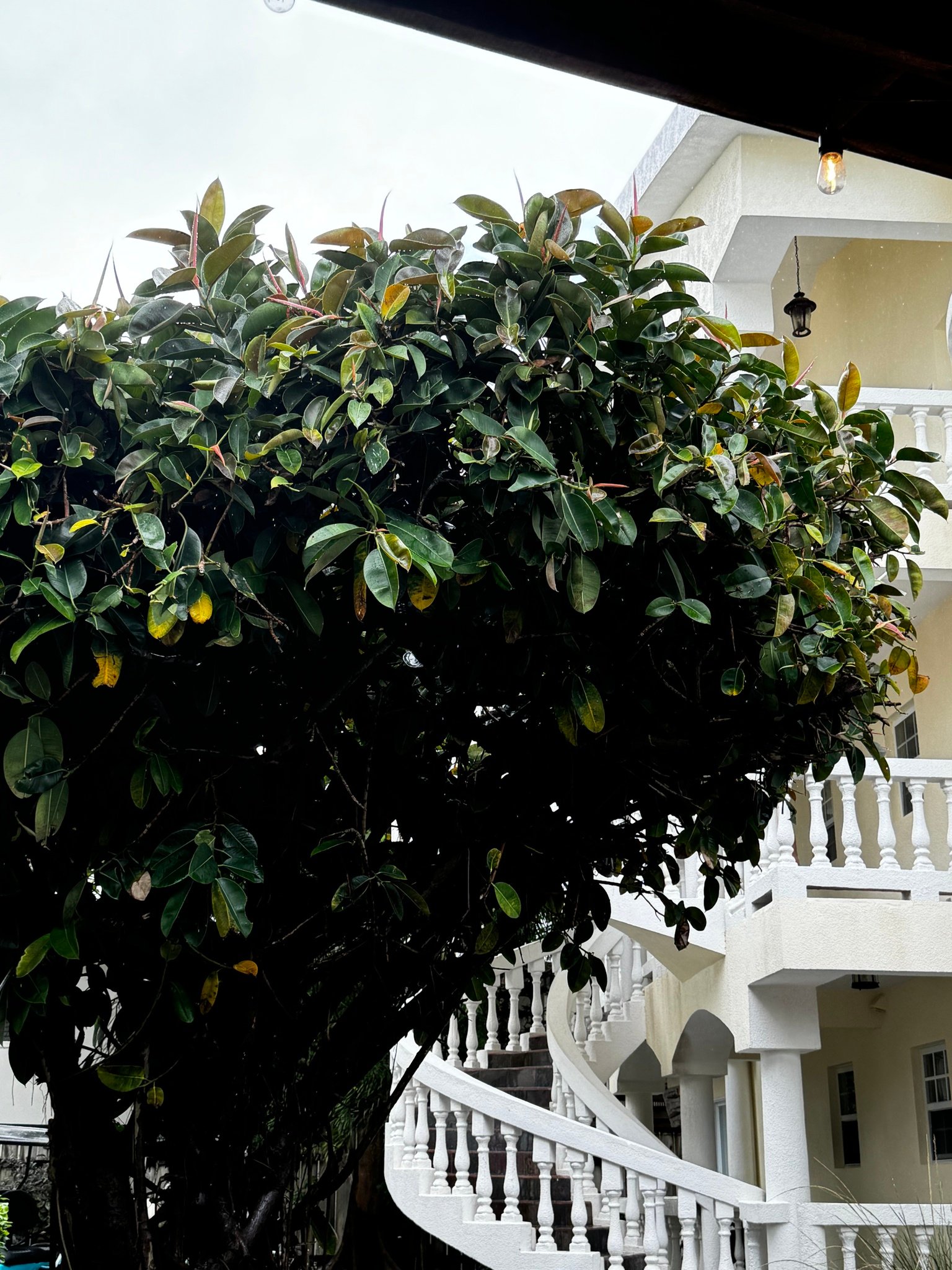 Ficus Elastica Belize C.14