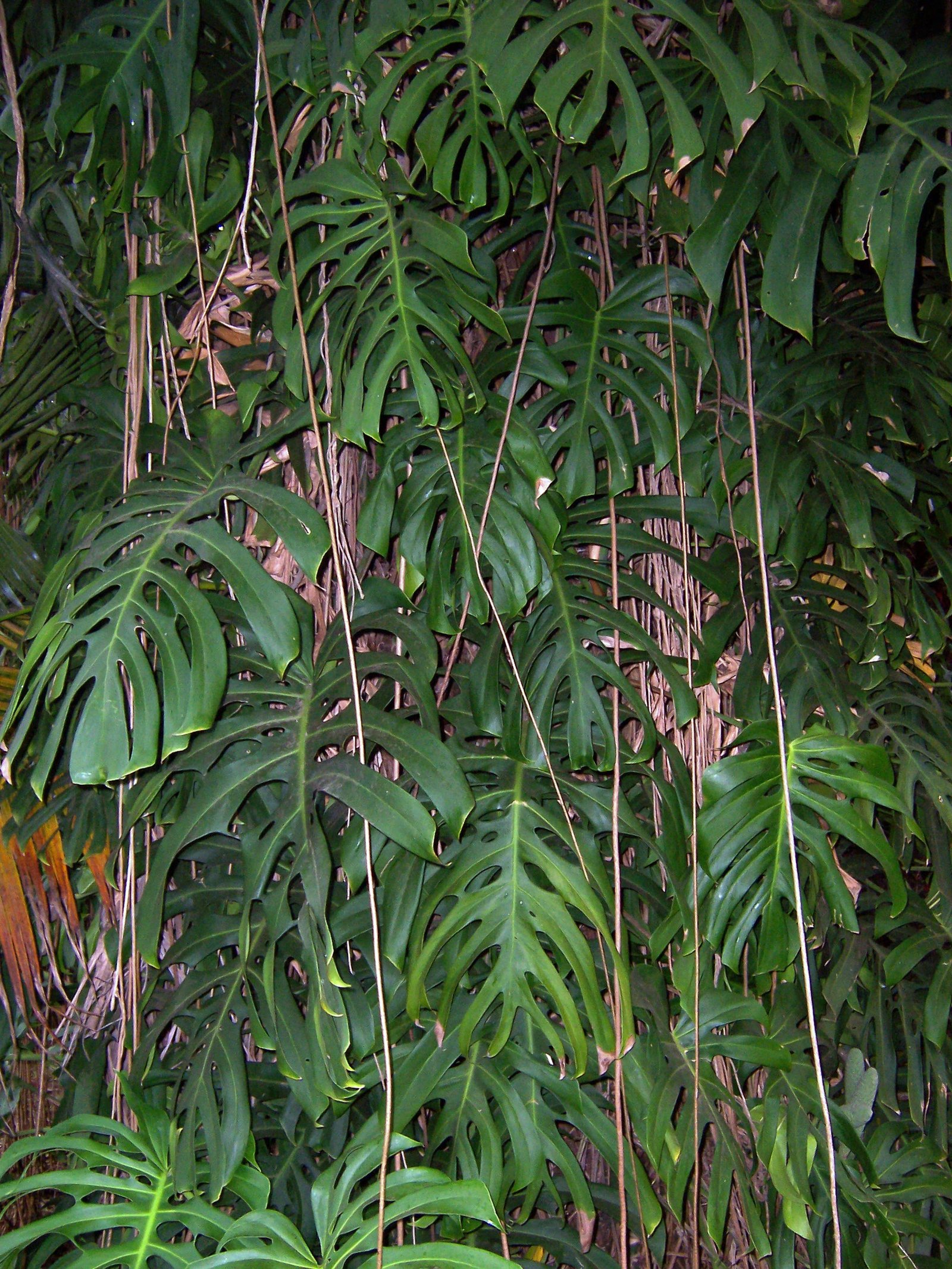 Philodendron Monstera Amb Tutor C.19