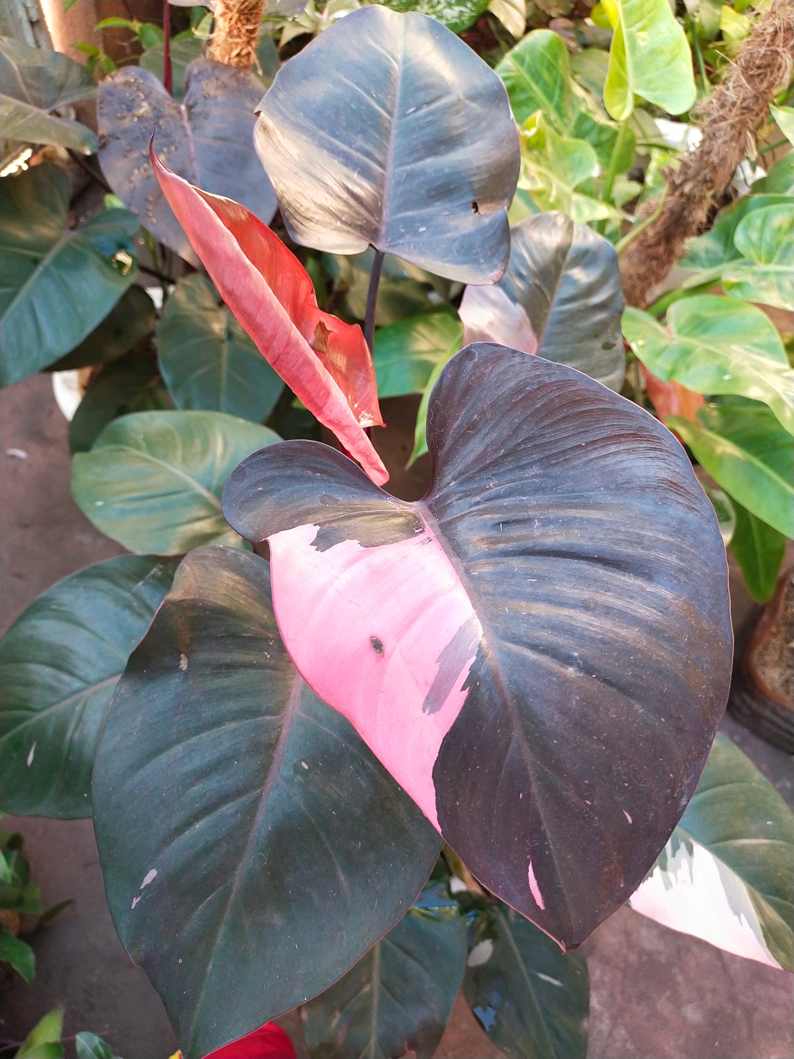 Philodendron Pink Princess