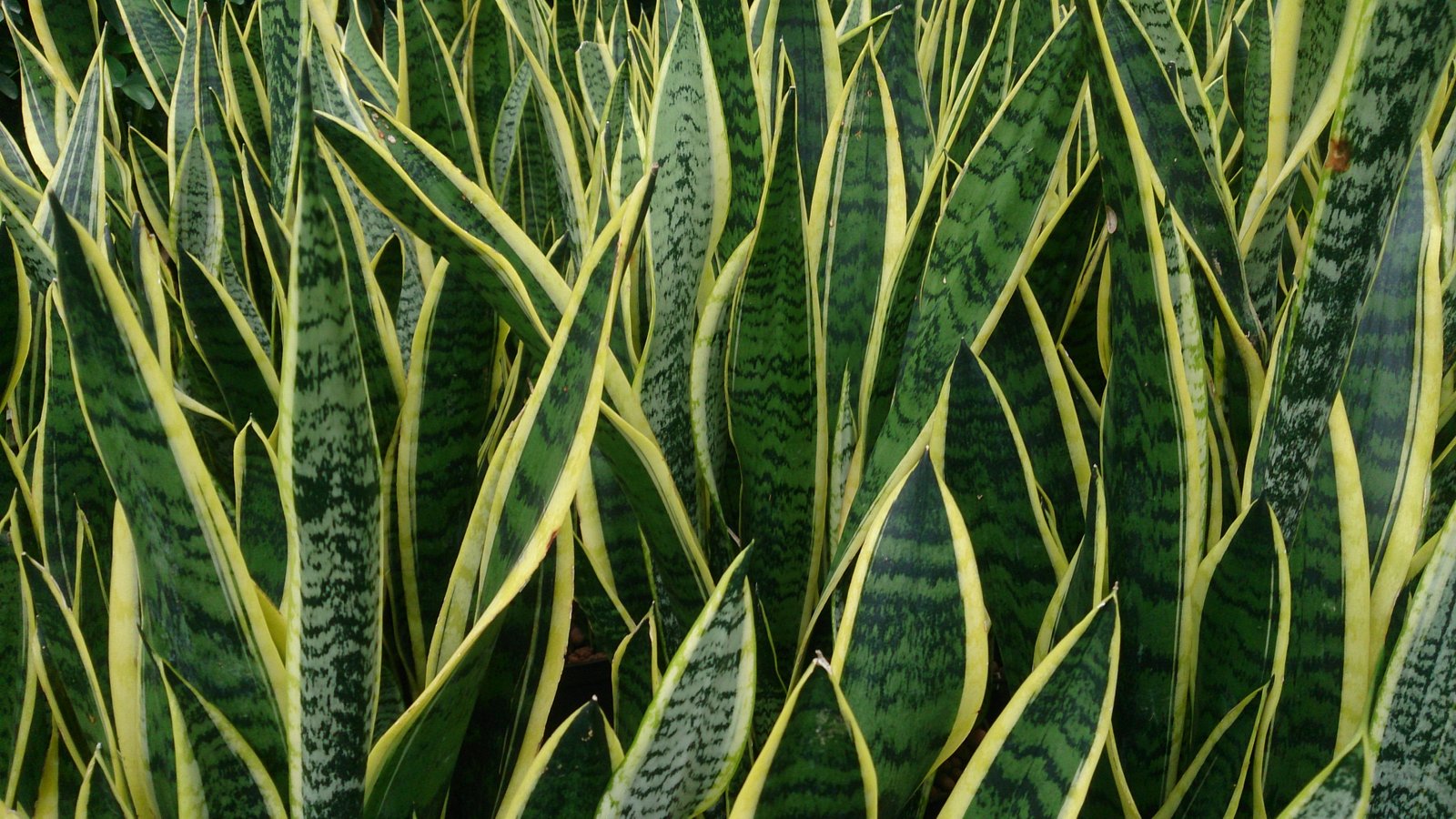 Sansevieria Trifasciata Laurentti C.16