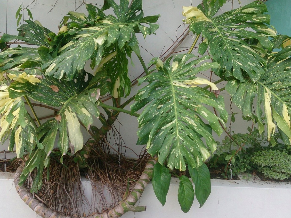 Tres generaciones entre plantas en Botarell